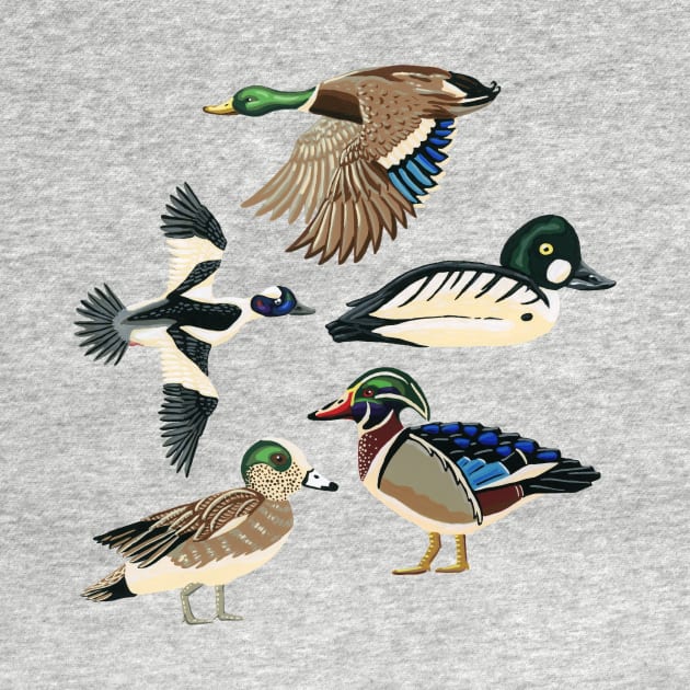 North American Ducks by paintedpansy